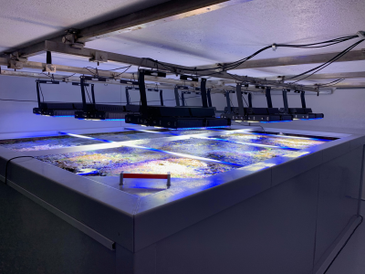 LED Beleuchtung Aquarium Süßwasser Giesemann Pulzar G3