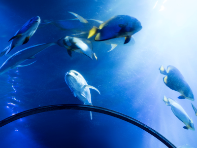 LED Beleuchtung Aquarium Süßwasser Giesemann Pulzar G3 Aquariumbeleuchtung
