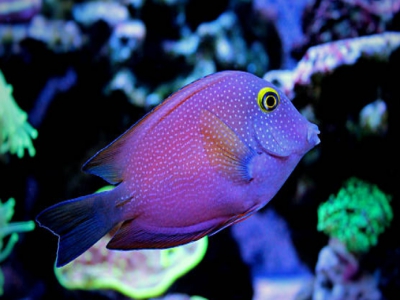 LED Beleuchtung Aquarium Süßwasser Giesemann Pulzar G3