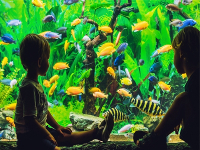 LED Beleuchtung Aquarium Süßwasser Giesemann Pulzar G3 Aquariumbeleuchtung