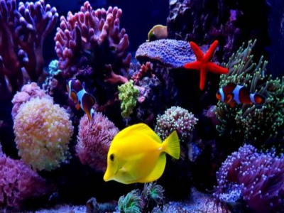 LED Beleuchtung Aquarium Meerwasser Giesemann Pulzar G3