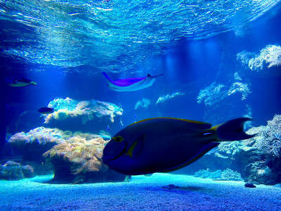 LED Beleuchtung Aquarium Süßwasser Giesemann Pulzar G3