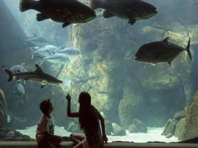 LED Beleuchtung Aquarium Süßwasser Giesemann Pulzar G3 Aquariumbeleuchtung