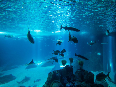 LED Beleuchtung Aquarium Süßwasser Giesemann Pulzar G3 Aquariumbeleuchtung